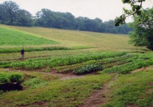 Driscoll garden smaller