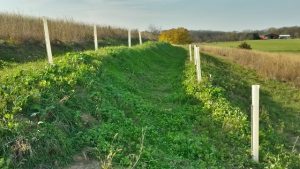 first peach trees facing north