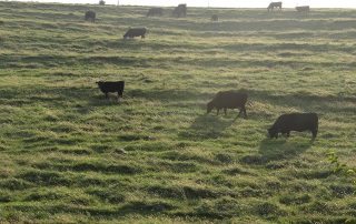 Pastured cattle