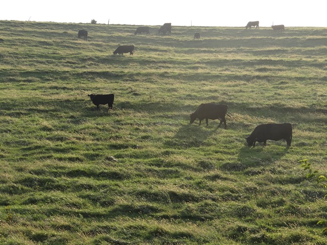 pastured cattle