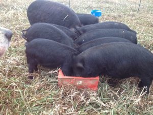 pigs eating