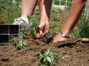 planting tomatoes