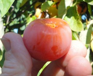 small persimmon