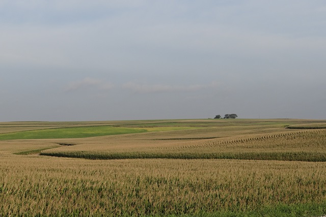 A gold and green cornfield with a cloudy sky in the background.