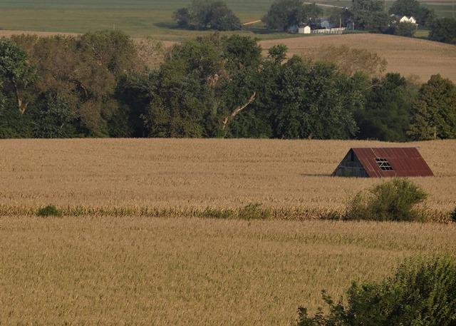 A field of golden grain, with a small red barn roof off to the side in the background.