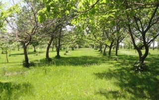 Orchard tree row