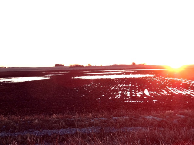 drowning field and sunset