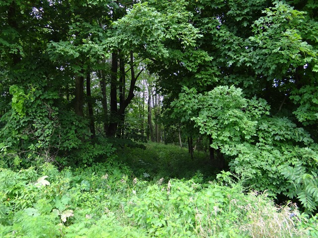 A look into the forested area on Steve Beaumont's land.