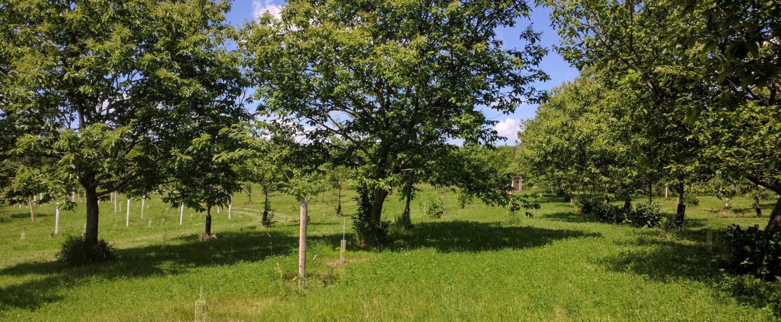 Sustainable Iowa Land Trust – Protecting Land To Grow Healthy Food