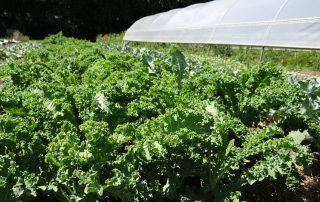 kale at Rolling Acres