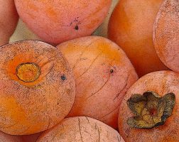 Image of an assortment of American Persimmons from the SILT landowners guide.