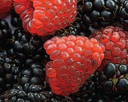 An assortment of red raspberries and black raspberries in a pile.