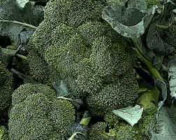 Image of an assortment of broccoli from the SILT landowners guide.
