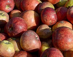 Image of an assortment of apples from the SILT landowners guide.