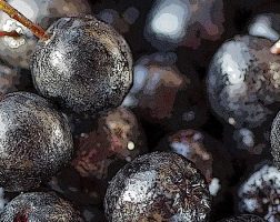Image of an assortment of Aronia Berries from the SILT landowners guide.