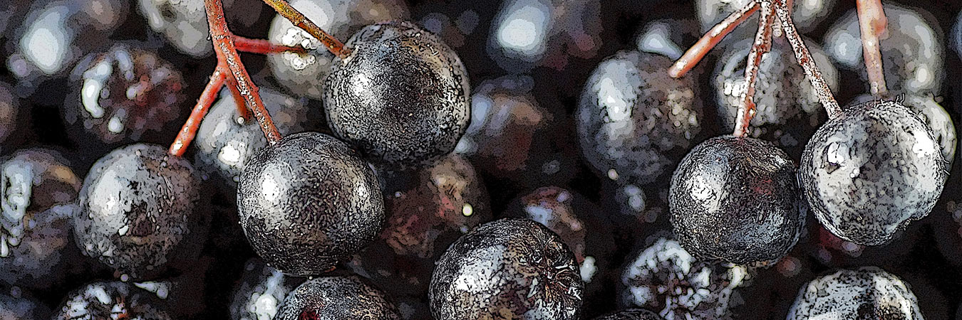 An assortment of Aronia berries in a pile