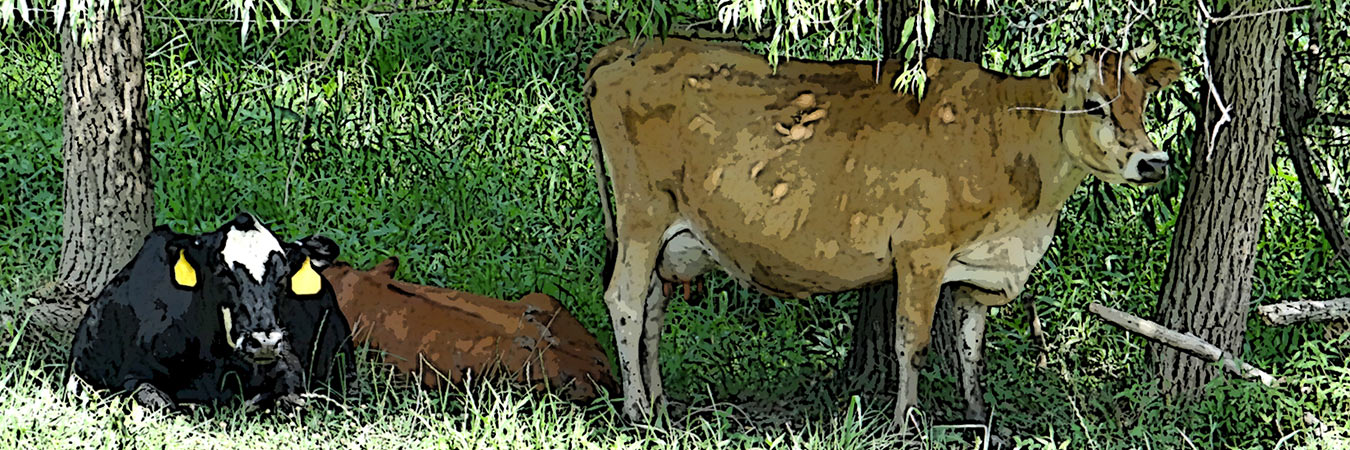 Three cows of various colors stand in the shade of some trees.