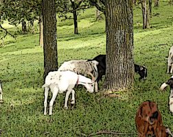 Several goats in various colors graze under the shade of trees.