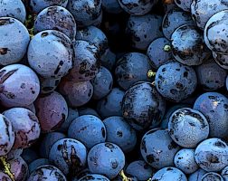 An assortment of purple grapes in a pile.