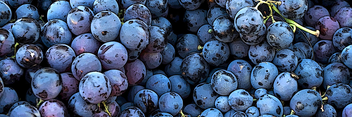 An assortment of purple grapes in a pile.
