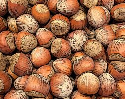 Image of an assortment of Hazelnuts from the SILT landowners guide.