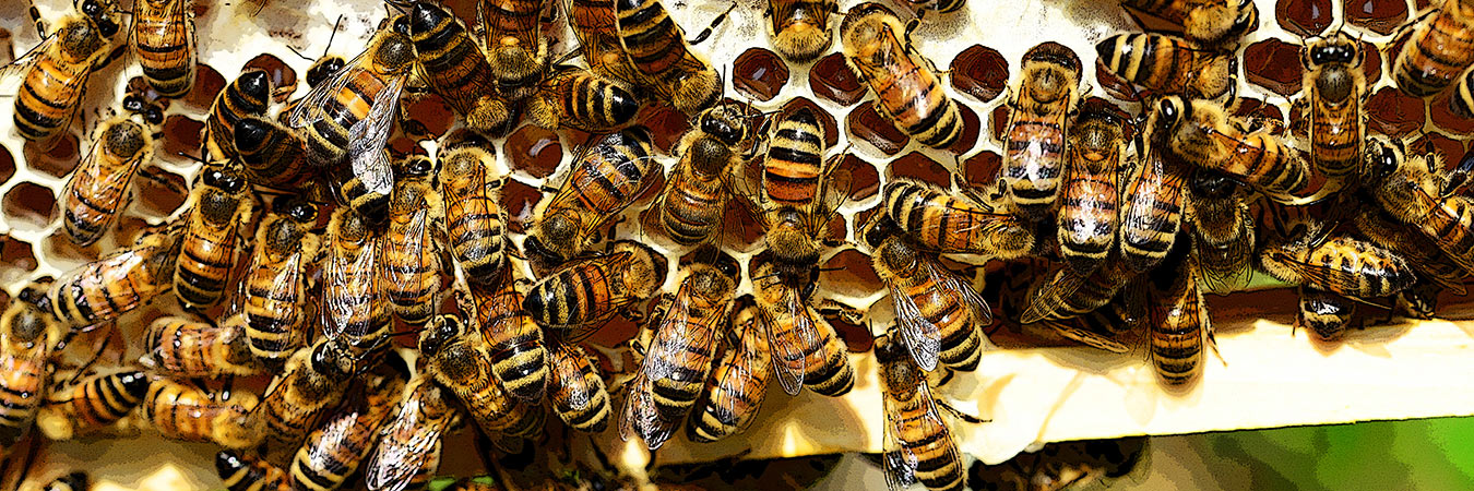 Image of honey bees from the SILT landowners guide.