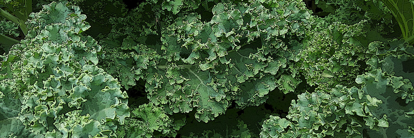 Image of an assortment of kale from the SILT landowners guide.