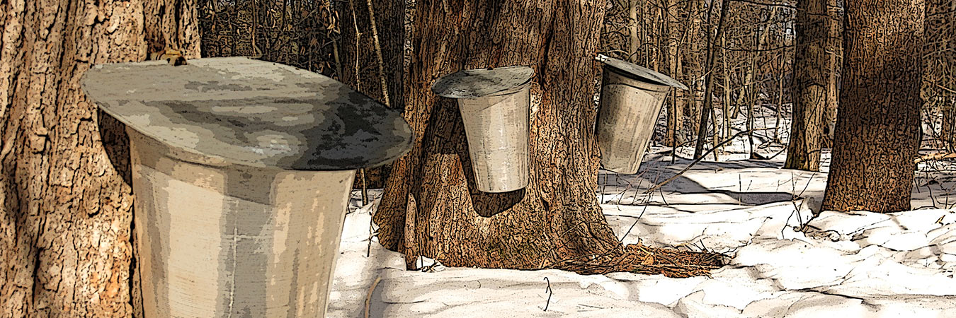 Several maple trees with buckets in the process of being tapped for maple syrup.
