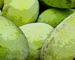 Image of an assortment of pawpaws from the SILT landowners guide.
