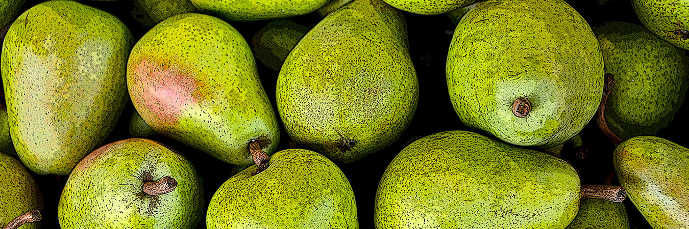 An assortment of pears in a pile.