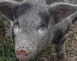 Image of a pig from the SILT landowners guide.