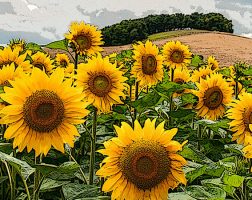 Image of sunflowers from the SILT landowners guide.