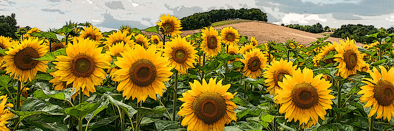 Field of sunflowers with hills in the background.