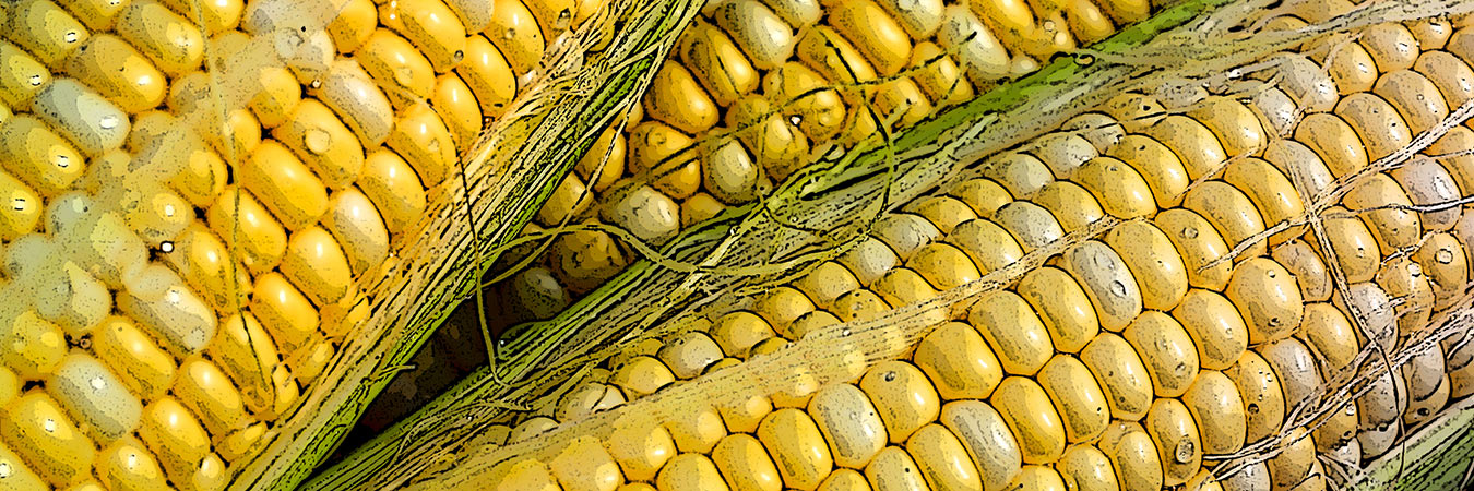 Image of an assortment of sweet corn from the SILT landowners guide.