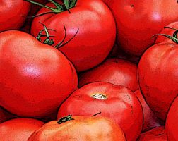 Image of an assortment of Tomatoes from the SILT landowners guide.