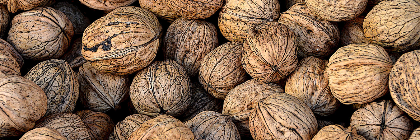 Image of an assortment of walnuts from the SILT landowners guide.