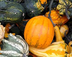 Image of an assortment of Squash from the SILT landowners guide.