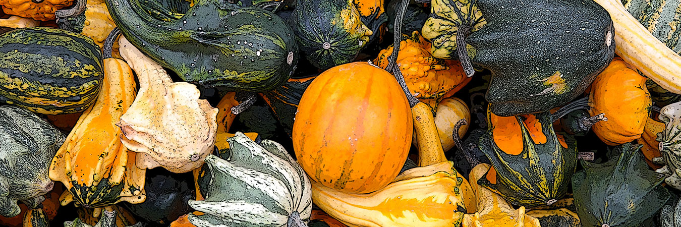 Image of an assortment of Squash from the SILT landowners guide.