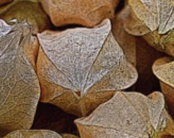 Image of ground cherries from the SILT landowners guide.