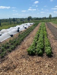 SILT Sustainable Iowa Land Trust News Keeping Farms Farms SILT farm