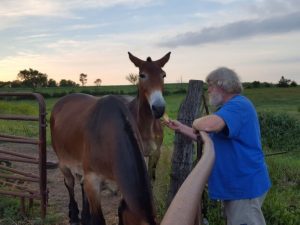 SILT Sustainable Iowa Land Trust News Keeping Farms Farms horse